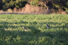 Vanellus chilensis