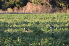 Vanellus chilensis