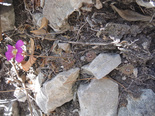Pinguicula debbertiana