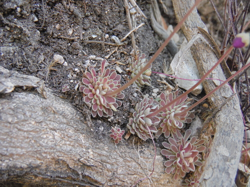 Pinguicula debbertiana