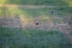 Vanellus chilensis