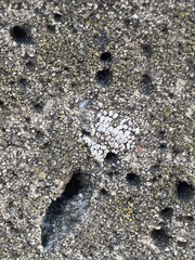 Myriolecis semipallida