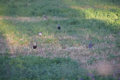 Vanellus chilensis