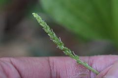 Plantago asiatica