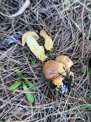 Cortinarius rubiginosus