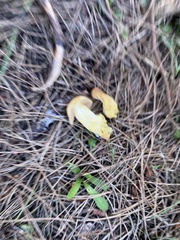 Cortinarius rubiginosus