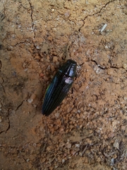 Chrysesthes gymnopleura