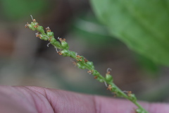 Plantago asiatica