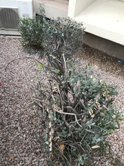 Simmondsia chinensis
