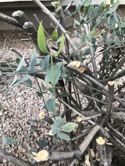 Simmondsia chinensis
