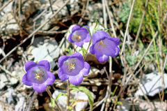 Campanula medium