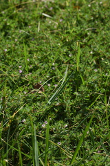 Kummerowia stipulacea