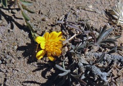 Gutierrezia mandonii