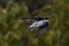 Tachycineta leucopyga