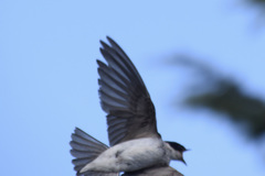 Tachycineta leucopyga