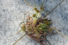 Cyperus nipponicus
