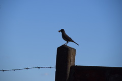Turdus falcklandii