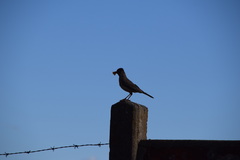 Turdus falcklandii