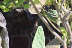 Turdus falcklandii