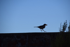 Turdus falcklandii