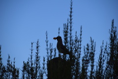 Turdus falcklandii