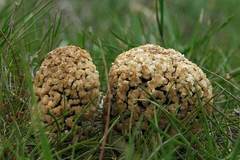 Morchella steppicola