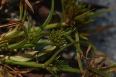 Cyperus nipponicus