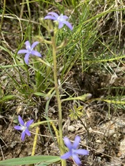 Wahlenbergia huttonii