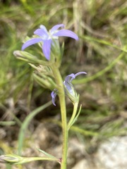 Wahlenbergia huttonii