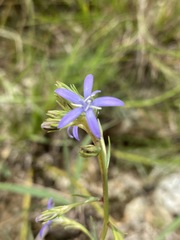 Wahlenbergia huttonii