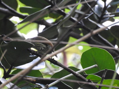 Nesoctites micromegas