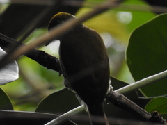 Nesoctites micromegas