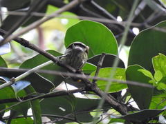 Nesoctites micromegas