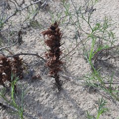 Orobanche gracilis