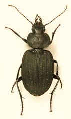 Licinus silphoides