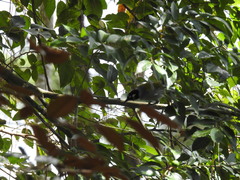 Phaenicophilus palmarum