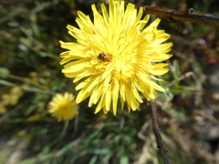 Cryptocephalus bipunctatus