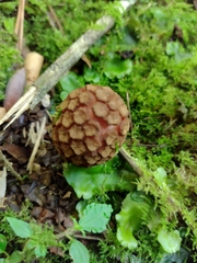 Corynaea