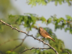 Phoenicurus ochruros