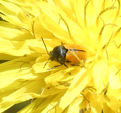 Cryptocephalus bipunctatus