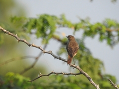 Phoenicurus ochruros