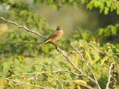 Phoenicurus ochruros