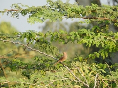 Phoenicurus ochruros