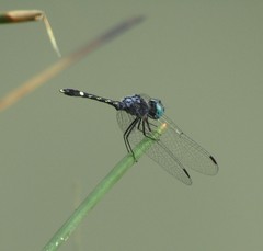 Micrathyria ocellata