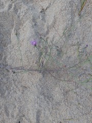 Centaurea arenaria