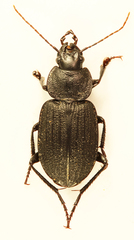 Licinus silphoides