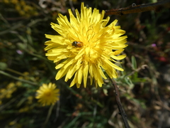Cryptocephalus bipunctatus