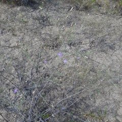 Centaurea