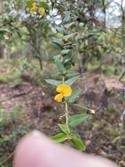 Podolobium aciculiferum