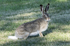 Lepus townsendii
